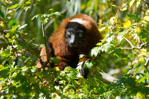 Red Lemur 1006